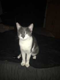 Lost Cat