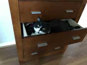 Lost Cat