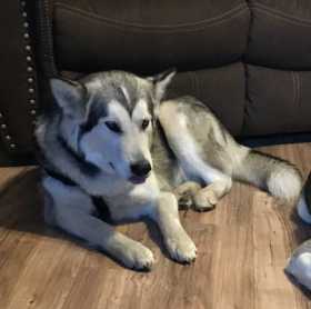 Lost Dog