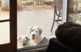 Lost Dog
