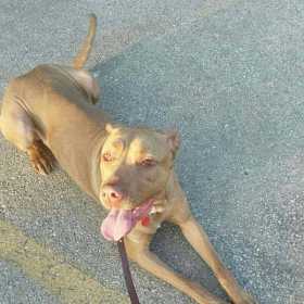 Lost Dog