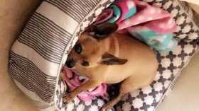 Lost Dog