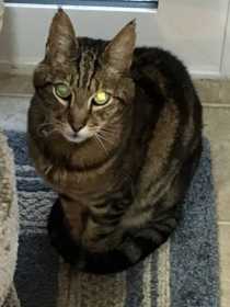 Lost Cat
