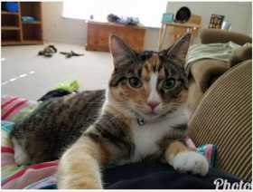 Lost Cat