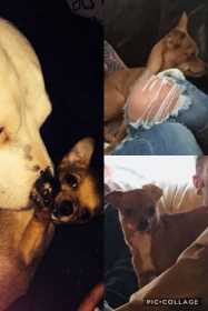 Lost Dog