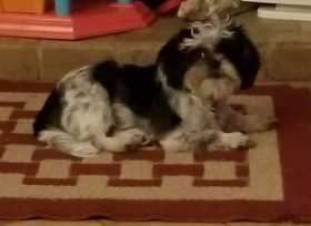 Lost Dog