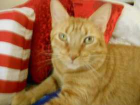 Lost Cat