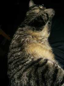 Lost Cat