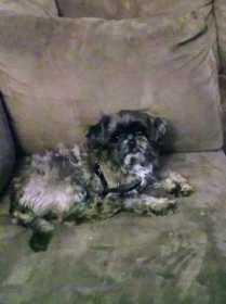 Lost Dog
