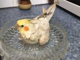 Lost Cockatiel