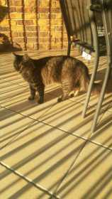 Lost Cat