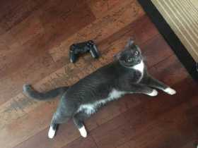 Lost Cat
