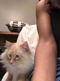 Lost Cat