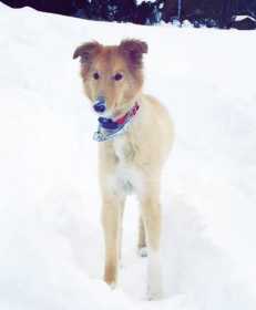Lost Dog