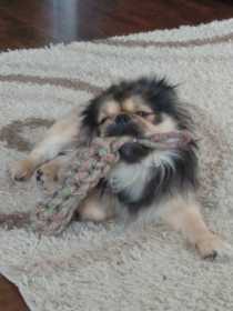 Lost Dog
