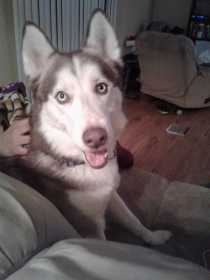 Lost Dog