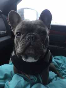 Lost Dog