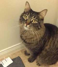 Lost Cat
