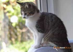 Lost Cat