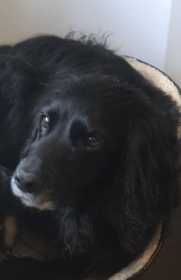 Lost Dog