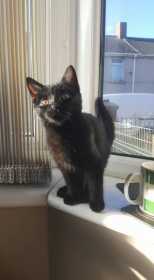 Lost Cat