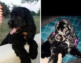 Lost Dog
