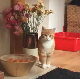 Lost Cat