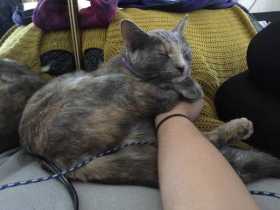 Lost Cat