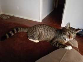 Lost Cat