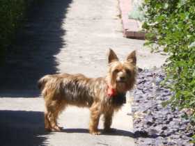 Lost Dog