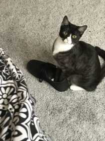 Lost Cat