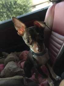 Lost Dog