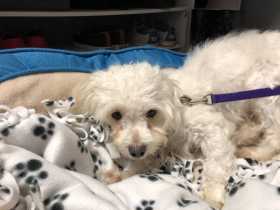 Lost Dog