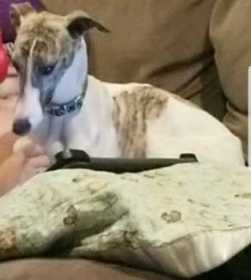 Lost Dog