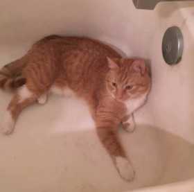 Lost Cat