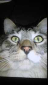 Lost Cat