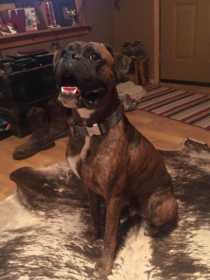 Lost Dog