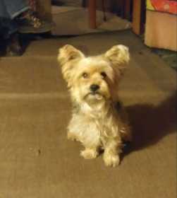 Lost Dog