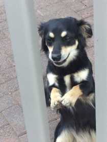 Lost Dog