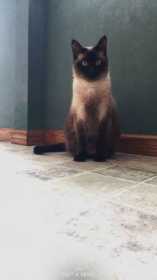 Lost Cat