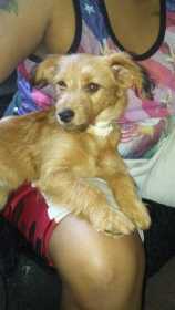 Lost Dog
