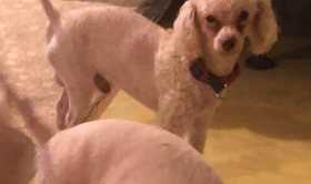 Lost Dog