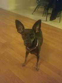 Lost Dog