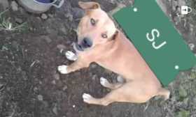 Lost Dog