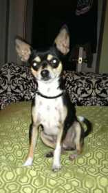Lost Dog