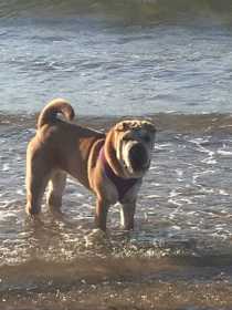 Lost Dog
