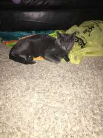 Lost Cat