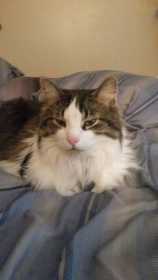 Lost Cat