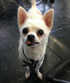 Lost Dog