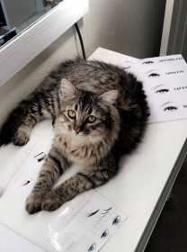 Lost Cat